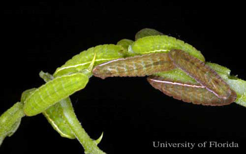 Mature larvae of the Miami blue butterfly