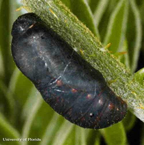 Pupa of the Miami blue butterfly