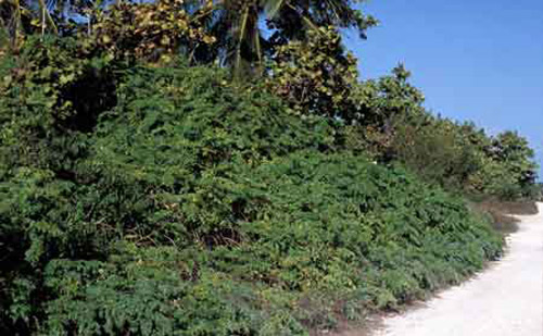 Habitat of the Miami blue butterfly
