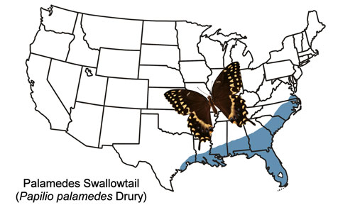 Palamedes swallowtail, Papilio palamedes (Drury), U.S. year-round distribution.