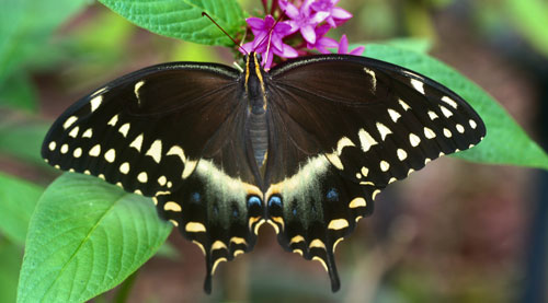 Palamedes swallowtail, Papilio palamedes (Drury) posed on Egyptian starcluster, Pentas lanceolata (Forssk.) Deflers