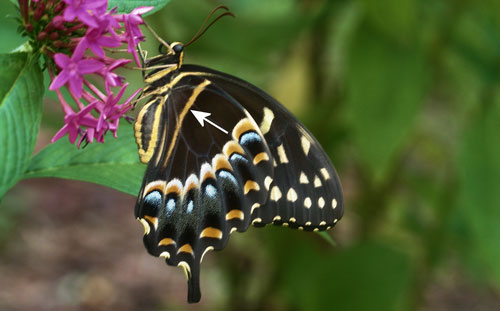 Palamedes swallowtail, Papilio palamedes (Drury), posed on Egyptian starcluster
