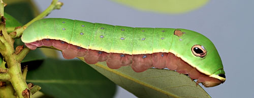 Palamedes swallowtail, Papilio palamedes (Drury), full-grown (5th instar) larva.