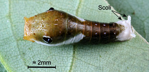 Palamedes swallowtail, Papilio palamedes (Drury), early instar larva (2nd or 3rd). Note white terminal segments and scoli.