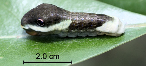 Palamedes swallowtail, Papilio palamedes (Drury), late fourth instar larva. 