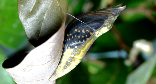 Palamedes swallowtail, Papilio palamedes (Drury), preadult.
