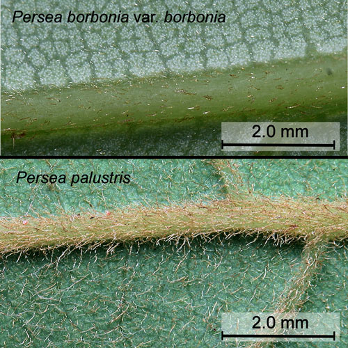 Leaf hairs of red bay, Persea borbonia var. borbonia (L.), and swamp bay, Persea palustris (Raf.) Sarg