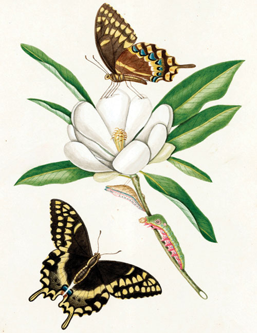 Watercolor painting by John Abbot (about 1816-1818) of life stages of Papilio palamedes (Drury) on Magnolia virginiana L. 