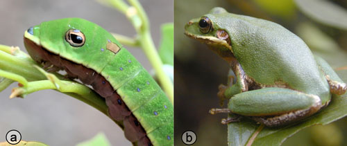 Palamedes swallowtail, Papilio palamedes (Drury), 5th instar larva (left) and squirrel tree frog, Hyla squirella Bosc (right). 