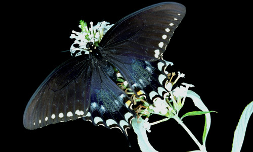 Adult female spicebush swallowtail, Papilio troilus L. 