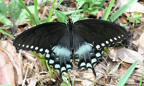 Adult male spicebush swallowtail, Papilio troilus L.