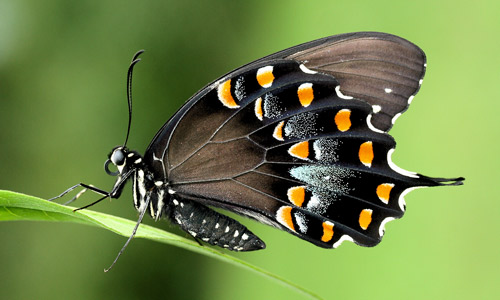 Adult male spicebush swallowtail, Papilio troilus L., with wings folded showing undersides. 