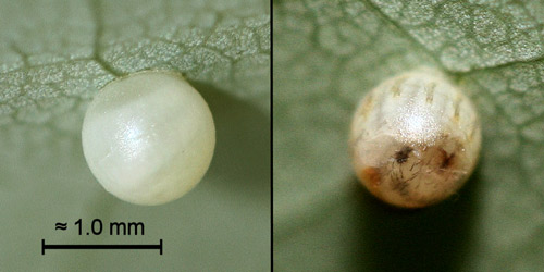Eggs of the spicebush swallowtail (Papilio troilus L.) on camphortree, (Cinnamomum camphora [L.] J.Presl). Left: recently laid egg. Right: egg shortly before hatching.