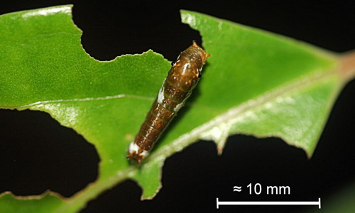 Early instar larva of the spicebush swallowtail, Papilio troilus L.