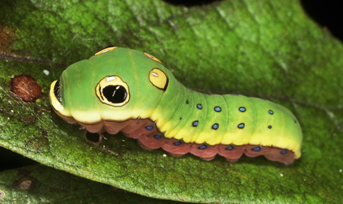 Full-grown fifth instar larva of spicebush swallowtail, Papilio troilus L. 