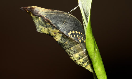 Pupa of spicebush swallowtail, Papilio troilus L., approximately five hours prior to adult emergence. 