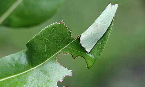 Leaf shelter made by first instar spicebush swallowtail butterfly (Papilio troilus L.) larva on red bay (Persea borbonia [L.] Spreng). 