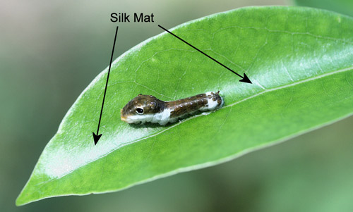 Spicebush swallowtail butterfly, Papilio troilus L., larva spinning silk mat to curl leaf into large shelter - on camphortree, Cinnamomum camphora (L.) J. Presl. 