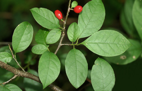 Spicebush, Lindera benzoin (L.) Blume. 