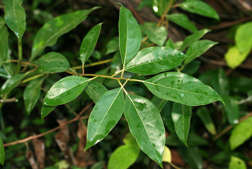 Camphortree, Cinnamomum camphora (L.) J. Presl. 