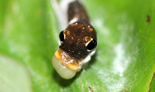 Third instar spicebush swallowtail, Papilio troilus L., larva. Note bulging “pupils” of false eyespots. 