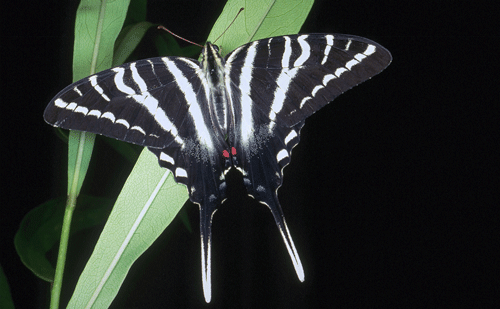 Zebra swallowtail, Protographium marcellus (Cramer), with wings spread