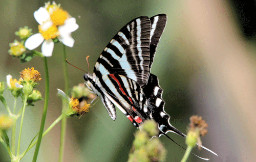 Zebra swallowtail, Protographium marcellus (Cramer), with wings closed.