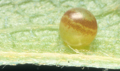 Egg of zebra swallowtail, Protographium marcellus (Cramer). 
