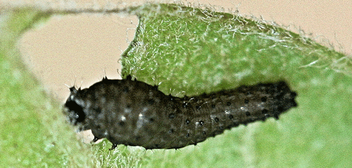 Early instar larva of Protographium marcellus (Cramer). 