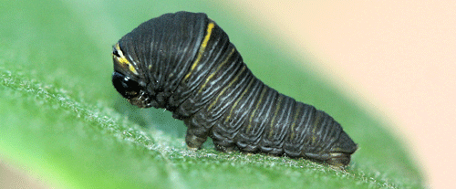 Middle instar larva of Protographium marcellus (Cramer)