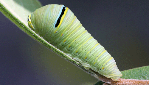 Full-grown larva of zebra swallowtail, Protographium marcellus (Cramer).