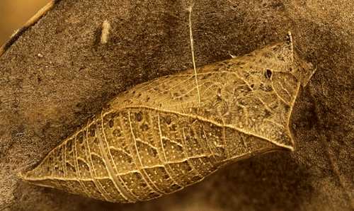 Brown pupa of the zebra swallowtail, Protographium marcellus (Cramer).