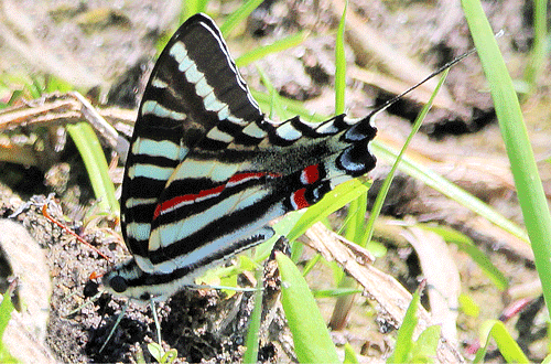 Male zebra swallowtail, Protographium marcellus (Cramer), 