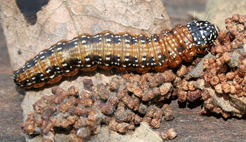 Omphalocera munroei Martin (Pyralidae) full-grown larva removed from nest. 