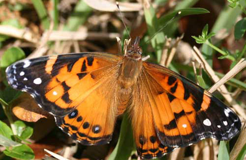 Adult American lady, Vanessa virginiensis (Drury), with dorsal view of wings. 
