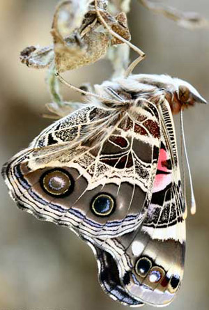 Adult American lady, Vanessa virginiensis (Drury), with ventral view of wings.