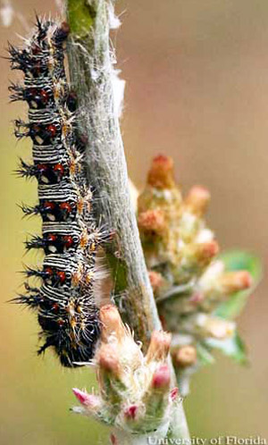 Larva of the American lady, Vanessa virginiensis (Drury). Some larvae are primarily yellow with thin black transverse lines on the anterior and posterior margins of the segments and a narrow transverse black band in the middle of each segment. 