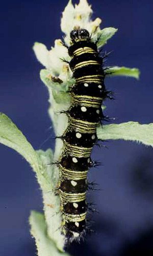 Larva of the American lady, Vanessa virginiensis (Drury). In some larvae, the median black band is much wider so that the larvae appear to be black with narrow yellow lines. 