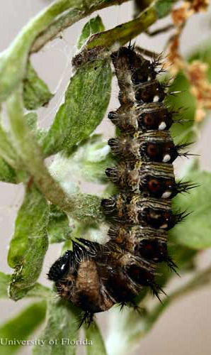 American lady, Vanessa virginiensis (Drury), larva attached to silk pad in typical pre-pupation "J" shape.