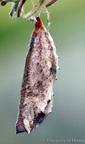 Gray pupa of American lady, Vanessa virginiensis (Drury).