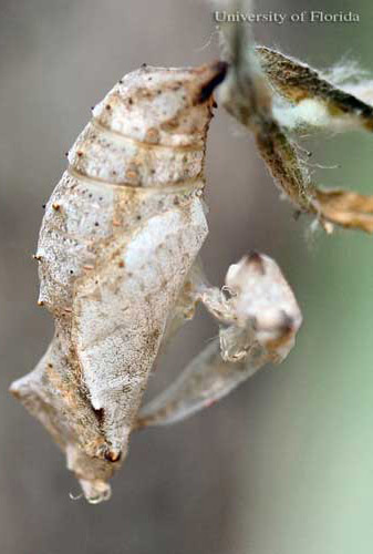 Old pupal skin of a recently emerged adult American lady, Vanessa virginiensis (Drury). 