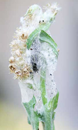 American lady, Vanessa virginiensis (Drury), larval nest on Pennsylvania everlasting, Gamochaeta pensylvanica (Willd.) Cabrera, also known as Pennsylvania cudweed. 