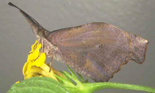 Ventral view of the wings of an adult American snout, Libytheana carinenta (Cramer). 