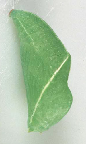 A pupa of the American snout, Libytheana carinenta (Cramer).