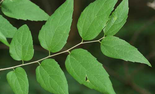 Hackberry, Celtis occidentalis L. (Celtidaceae), is a larval host for the American snout, Libytheana carinenta (Cramer).