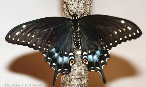 Adult female eastern black swallowtail, Papilio polyxenes asterius (Stoll), with wings spread.