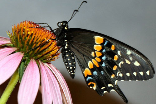Adult male eastern black swallowtail, Papilio polyxenes asterius (Stoll), with wings closed. 