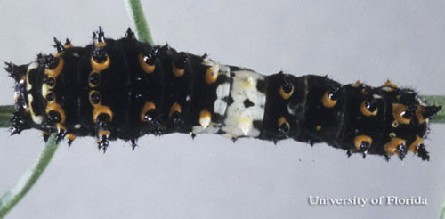 Dorsal view of a 2nd instar larva of the eastern black swallowtail, Papilio polyxenes asterius (Stoll). Head is to the left. 