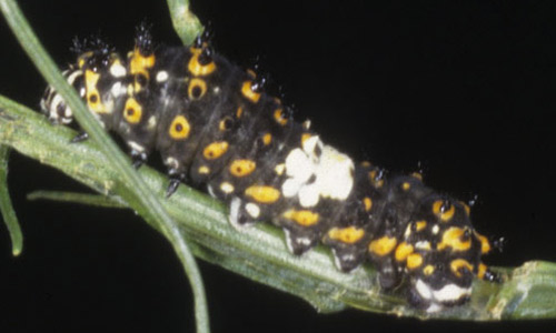 Lateral view of a 2nd instar larva of the eastern black swallowtail, Papilio polyxenes asterius (Stoll). Head is to the left. 