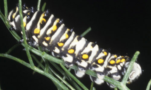 Lateral view of older larva of the eastern black swallowtail, Papilio polyxenes asterius (Stoll). Head is to the left. 